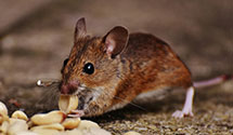 Find Exterminators in Hardy County